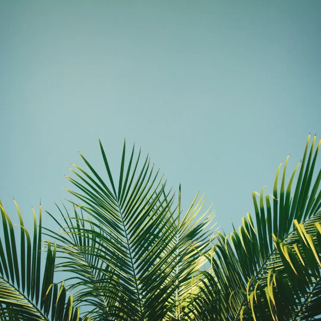 Palmier avec ciel bleu