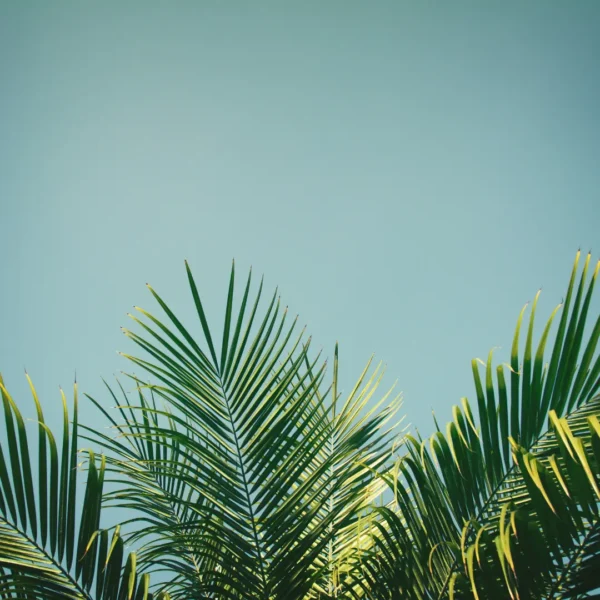 Palmier avec ciel bleu